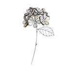 ホワイト色の紫陽花