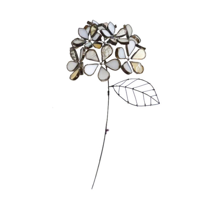 ホワイト色の紫陽花