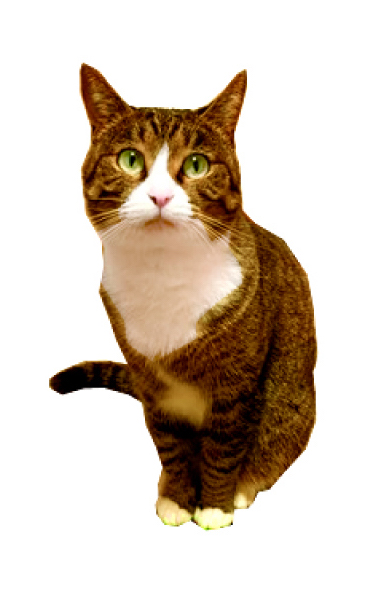 猫資料
