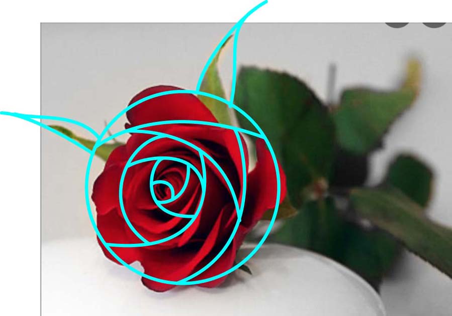 ステンドグラスのデザイン 1 花ー薔薇 Ann Stained Glass